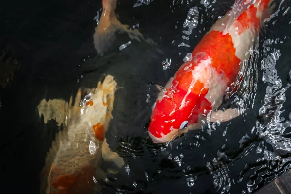 stock image The Koi carp fish in the pond