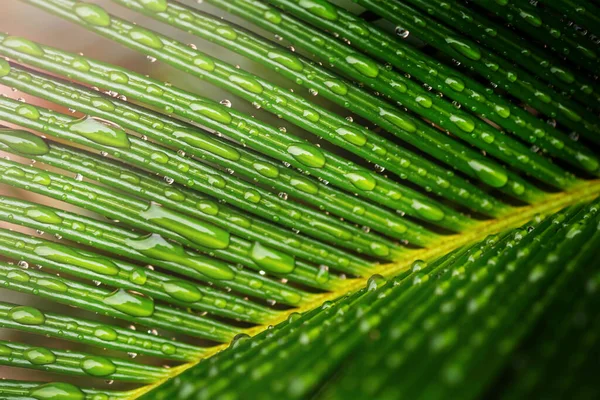 Dešťové Kapky List Palmy Abstraktní Přírodní Pozadí — Stock fotografie