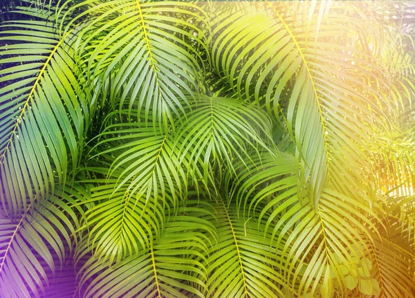 色彩斑斓的棕榈叶抽象的自然背景 — 图库照片