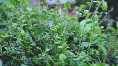 Yağmurdan ıslanan bitkiler yana doğru hareket ediyor..