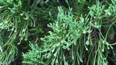 Yağmur damlalarındaki kozalaklı ağaç kamera hareketi.