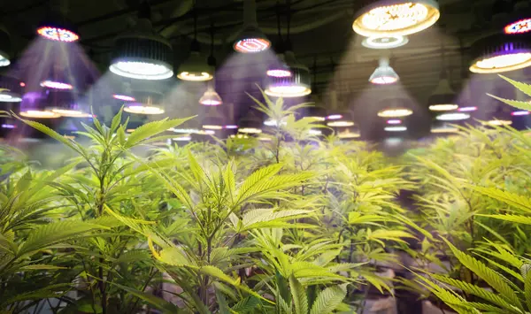 Medical cannabis farm in greenhouse with lamps.