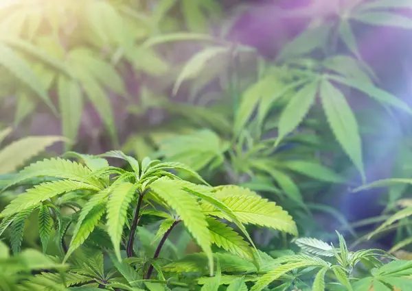 Tıbbi Ganja bitkisi ultraviyole ışıkta bir çiftlikte