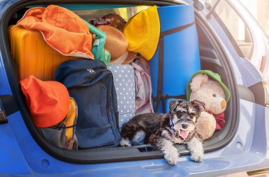 Minyatür bir schnauzer köpek yavrusunun portresi. Bir arabanın bagajında yolculuk için gerekli şeyler var.