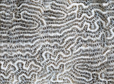 Makro fotoğrafçılık. Soyut arkaplan mercanı yakın plan