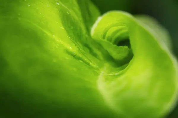 Palmiye yaprağı ortaya doğru kıvrılır. Soyut doğa arkaplanı