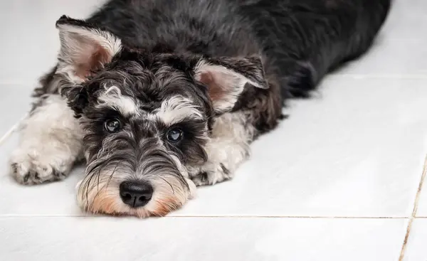 Minyatür schnauzer köpek yavrusu yerde yatıyor.