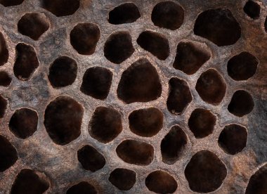 Makro fotoğrafçılık. Soyut arkaplan kuru nilüfer çiçeği kapat