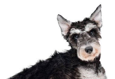 Minyatür schnauzer köpek yavrusu yalan söyler ve beyaz arka planda izole edilmiş kameraya bakar.