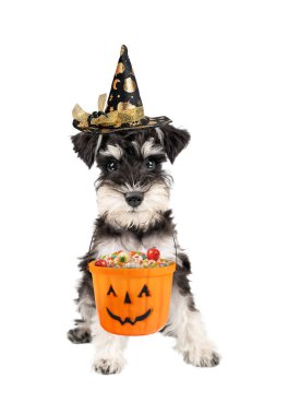 Cadılar Bayramı minyatür Schnauzer köpek yavrusunun portresi beyaz arka planda izole edilmiş kovada şekerlerle oturuyor.