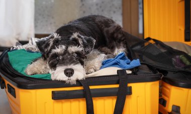 Üzgün minyatür schnauzer köpeği bavulun içinde yatıyor.
