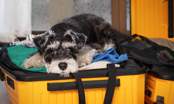 Sad miniature schnauzer dog lying on things in suitcase