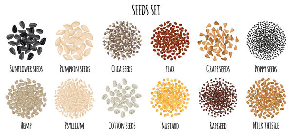 Seeds set with Sunflower, Pumpkin, Chia, Flax, Grape, Poppy, Hemp etc. Natural organic food collection. Vector cartoon isolated illustration.