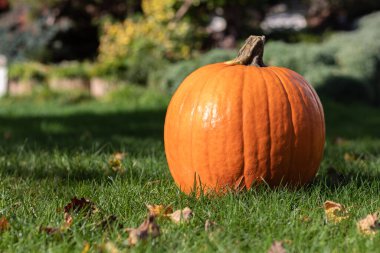 Turuncu bir balkabağı yeşil çimlerin üzerinde, bahçede yatıyor.