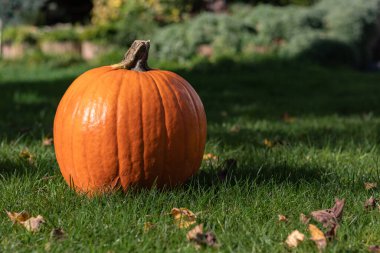 Turuncu bir balkabağı yeşil çimlerin üzerinde, bahçede yatıyor.