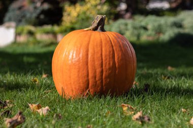 Turuncu bir balkabağı yeşil çimlerin üzerinde, bahçede yatıyor.