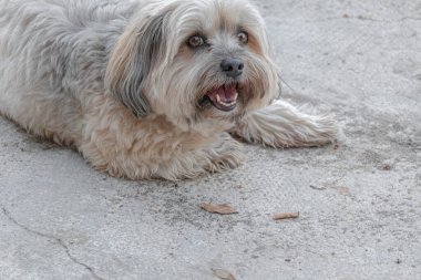 Deniz kıyısında beton bir plajda yatan Tibet teriyeri köpeği.