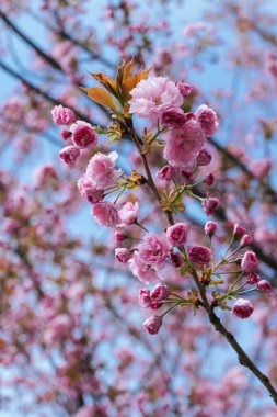 Dal üzerinde pembe kiraz çiçeklerinin yakın çekimi, arka planda açık mavi bir gökyüzü