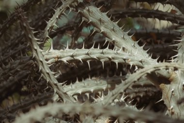 close up of thorns and spines on the surface of an Alluaudia ascendens ( Drake), succulent plant, vintage muted color clipart