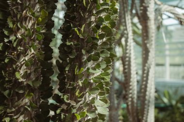 A closeup of the spines and leaves on a plant alluaudia procera clipart