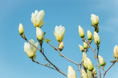 Dal sarı manolya çiçekleri tamamen çiçek açar.