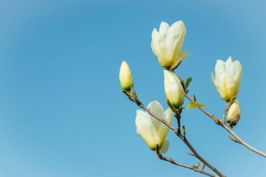 Dal sarı manolya çiçekleri tamamen çiçek açar.