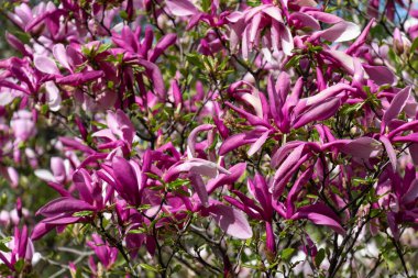 Dal Mor Manolya Çiçekleri 'nin Kapanışı