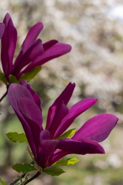 Dal Mor Manolya Çiçekleri 'nin Kapanışı