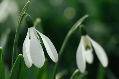 Beyaz yapraklar ve yeşil yapraklarla kaplı, tek bir kar damlası çiçeğinin (Galanthus) yakın çekimi, yumuşak güneş ışığıyla yıkanmış, doğal bahar aylarında canlı yapraklarla çevrili.