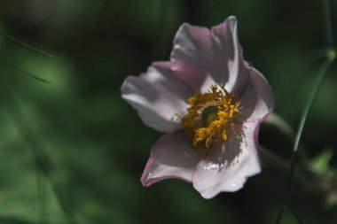 Eriocapitella hupehensis Gentle Anemones Bathed in Soft Sunlight clipart