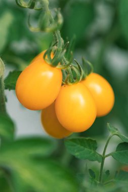 Bir grup sarı kiraz domatesleri çalılıklarda yetişiyor.