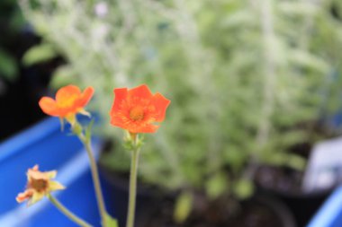 Belgica 'da bir yer. Agosto 'da.