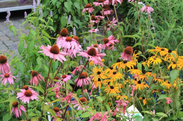 Belgica 'da bir yer. Agosto 'da.