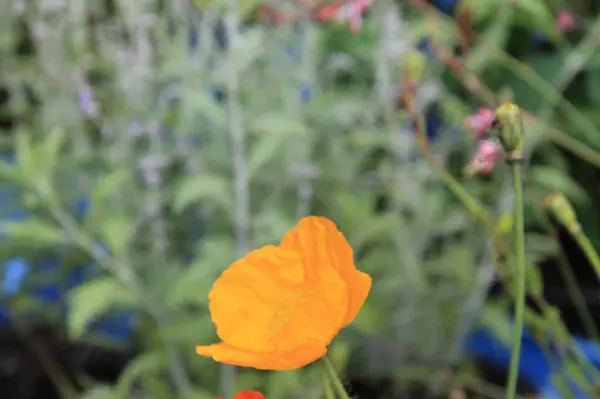 Belgica 'da bir yer. Agosto 'da.