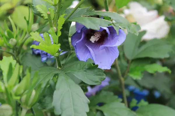 Belgica 'da bir yer. Agosto 'da.