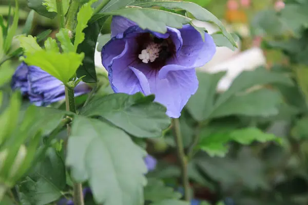 Belgica 'da bir yer. Agosto 'da.