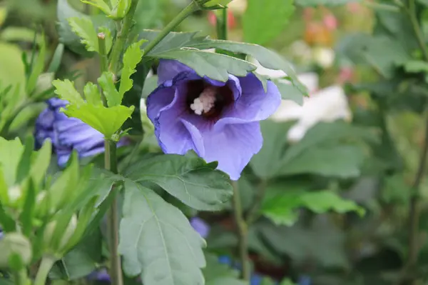 Belgica 'da bir yer. Agosto 'da.