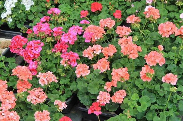 Belgica 'da bir yer. Agosto 'da.