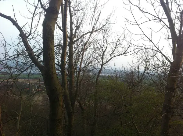 Ormanın güzel manzarası