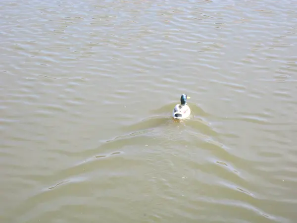 Gölde beyaz bir kuğu