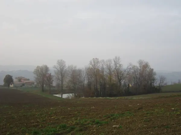 Ağaçlı ve bulutlu yeşil bir tarlanın güzel bir görüntüsü.