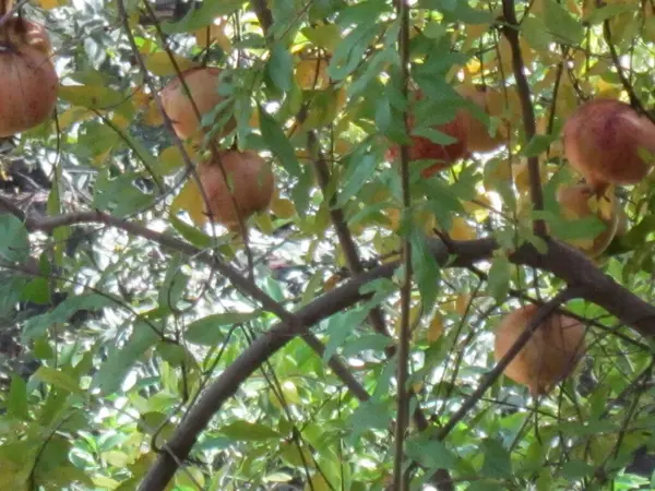 Parkta sonbahar yaprakları. Yakın manzara.