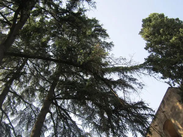 Ormanın güzel manzarası