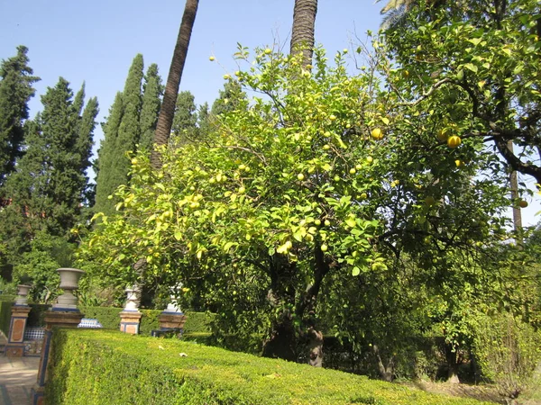 Güzel botanik fotoğrafı, doğal duvar kağıdı.