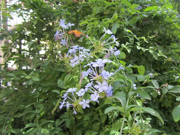 Beyaz arka planda çiçekler. Çiçekler. Doğada güzel çiçekler