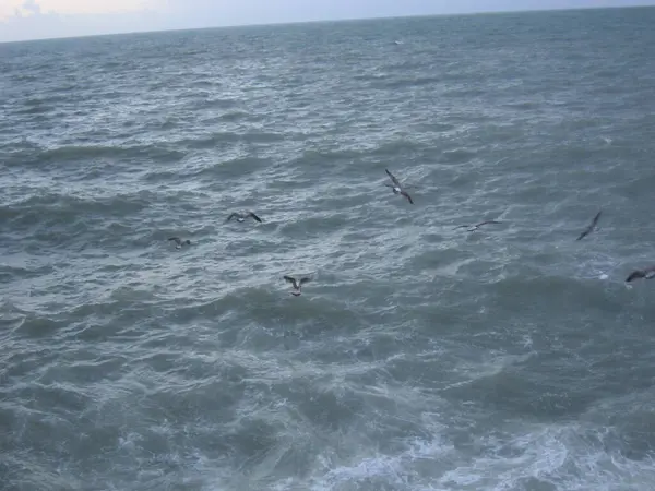 Sahildeki denizdeki martılar