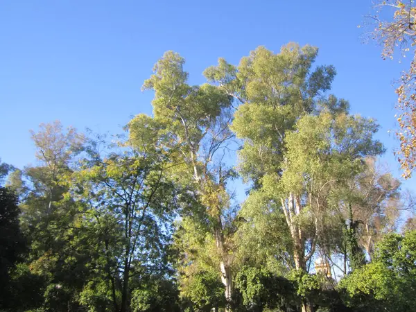 Sabah ormanın güzel manzarası