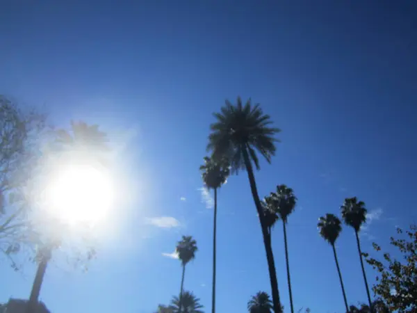 Parktaki palmiye ağacı