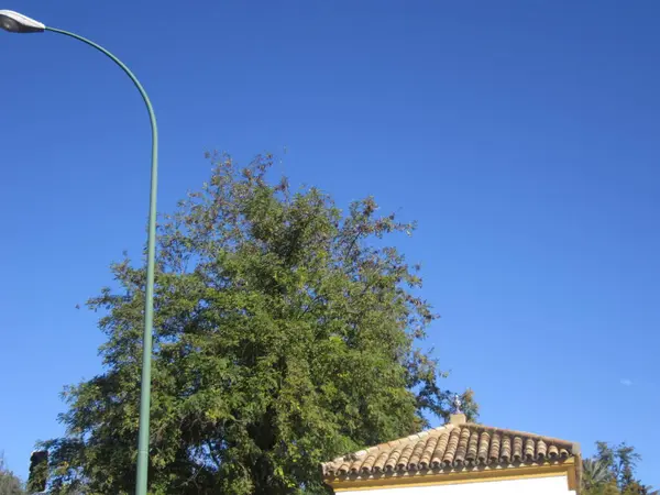 Mavi bulutlu gökyüzü olan ağaç