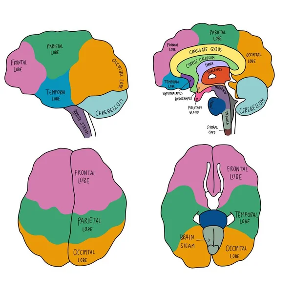 Farbenfrohe Menschliche Gehirn Anatomie Diagramm Vektor Illustration — Stockvektor